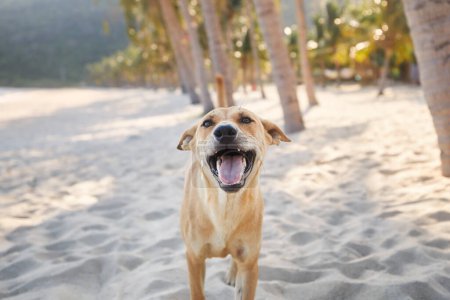 Portrait of happy playful dog under palm trees on idyllic sand beach. Themes vacation and summer adventure with pets