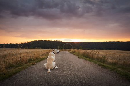 Foto de Un perro leal esperando al atardecer. Labrador retriever perdido sentado en el camino del campo entre campos - Imagen libre de derechos