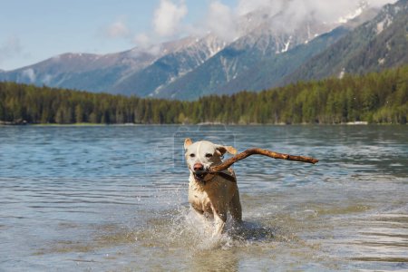 Téléchargez les photos : Chien heureux avec bâton dans la bouche coule à travers l'eau dans le lac. Labrador retriever ludique en montagne. - en image libre de droit
