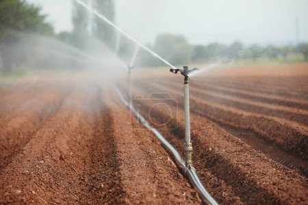 Téléchargez les photos : Matériel d'irrigation agricole pulvérisation d'eau sur litière sèche. Thèmes sécheresse, environnement et agriculture - en image libre de droit