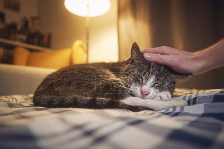 Foto de Lindo gato acostado en la cama y durmiendo en el acogedor dormitorio en casa por la noche. Mano del dueño de la mascota acariciando su viejo gato tabby - Imagen libre de derechos