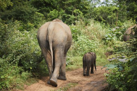 Téléchargez les photos : Vue arrière d'un troupeau d'éléphants marchant ensemble sur un sentier dans la nature au Sri Lanka - en image libre de droit