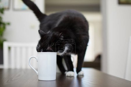 Foto de Gato travieso bebiendo de la taza en la mesa del comedor en casa. Vida doméstica con mascotas - Imagen libre de derechos