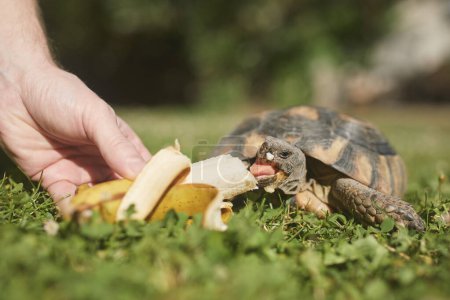 Photo for Pet owner giving his turtle a ripe banana to eat in grass on back yard. Domestic life with pet - Royalty Free Image