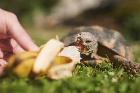Foto de Propietario de mascotas dando a su tortuga un plátano maduro para comer en la hierba en el patio trasero. Vida doméstica con mascota - Imagen libre de derechos