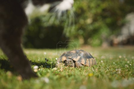 Foto de Tortuga con gato juntos en el patio trasero durante el soleado día de verano. Linda tortuga arrastrándose en la hierba. - Imagen libre de derechos