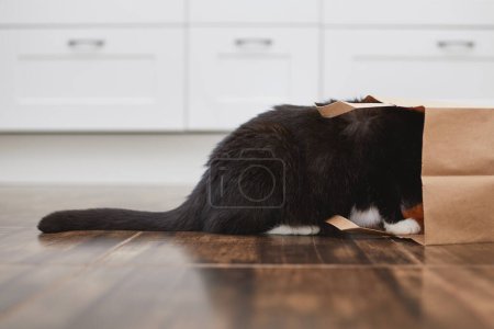 Photo for Domestic life with pet. Naughty cat looking into paper shopping bag. Curious cat alone at home kitchen. - Royalty Free Image