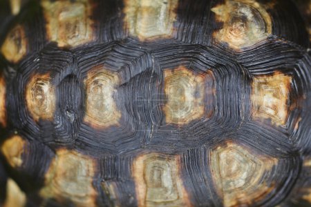 Foto de Primer plano de la estructura en capas de la tortuga dura como protección natural - Imagen libre de derechos