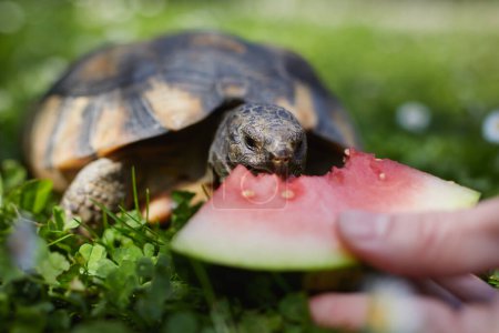 Foto de Propietario de mascotas dando a su tortuga sandía madura para comer en la hierba en el patio trasero. Vida doméstica con mascotas exóticas durante el soleado día de verano - Imagen libre de derechos