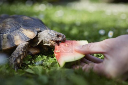 Foto de Propietario de mascotas dando a su tortuga sandía madura para comer en la hierba en el patio trasero. Vida doméstica con mascotas exóticas durante el soleado día de verano - Imagen libre de derechos