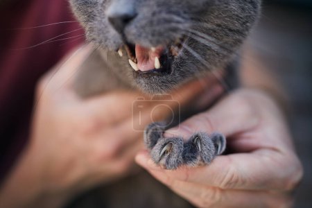 Téléchargez les photos : Homme tenant British Shorthair Cat montrant de longues griffes pointues. Thèmes animaux de compagnie soins. - en image libre de droit