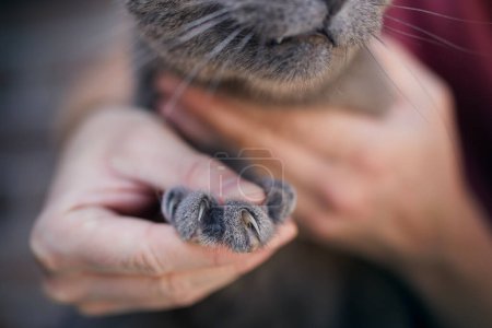 Photo for Man holding British Shorthair Cat showing long sharp claws. Themes pets care. - Royalty Free Image