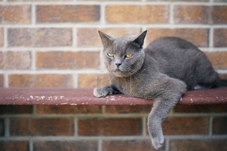 Téléchargez les photos : Mignon chat couché sur un banc contre un mur de briques et regardant vers le bas. Portrait de chat britannique à poil court pendant son repos à la maison - en image libre de droit