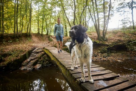 Photo for Happy man with dog on wooden footbridge over river. Portrait of Czech Mountain Dog with his pet owner during walk in nature. - Royalty Free Image