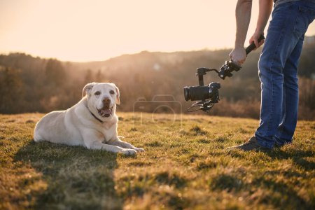 Téléchargez les photos : Chien mignon (labrador retriever) posant pour filmer sur prairie au coucher du soleil. Vidéographe tenant cardan avec caméra - en image libre de droit