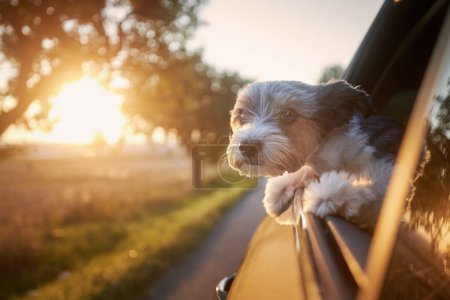 Photo for Happy lap dog looking out of car window. Cute terrier enjoying road trip at sunny summer day. - Royalty Free Image