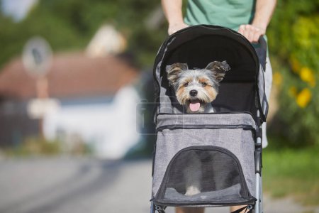 Téléchargez les photos : Propriétaire d'animal de compagnie pendant la promenade avec chien en poussette. Heureux terrier choyé. - en image libre de droit