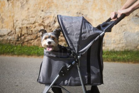 Photo for Pet owner during walk with dog in stroller. Happy pampered terrier. - Royalty Free Image