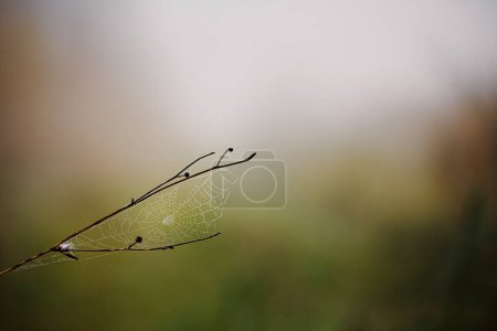 Photo for Twig with cobweb in morning dew. Gloomy autumn day in nature. Selective focus on spider web - Royalty Free Image