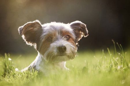 Photo for Portrait of happy dog in grass. Cute terrier resting in garden during summer day - Royalty Free Image