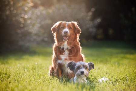 Photo for Two dog friends sitting together on meadow. Cute terrier and retriever on sunny summer day - Royalty Free Image