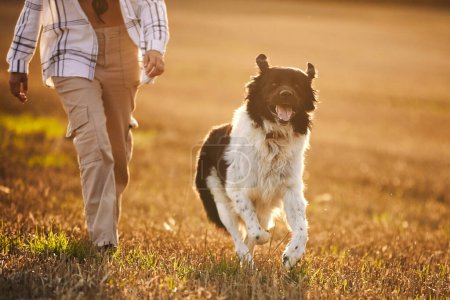 Téléchargez les photos : Bon chien courir avec son propriétaire d'animal de compagnie à travers le champ. Chien de montagne tchèque joyeux au coucher du soleil d'automne - en image libre de droit