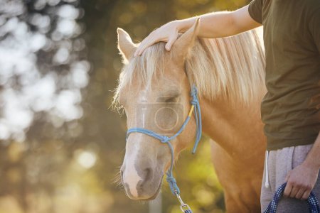 Téléchargez les photos : L'homme caresse le cheval de thérapie. Thèmes hippothérapie, soins et amitié entre les personnes et les animaux. - en image libre de droit