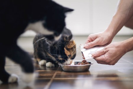 Foto de Vida doméstica con mascotas. Primer plano de las manos del hombre mientras alimenta a dos gatos hambrientos en casa - Imagen libre de derechos