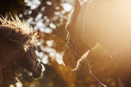 Foto de Retrato de dos caballos marrones a la luz dorada del verano. yegua amistosa y semental juntos en la naturaleza - Imagen libre de derechos