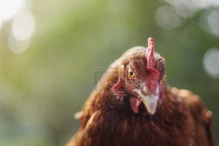 Photo for Portrait of curious hen looking at camera. Selective focus against green natur for copy space. Themes of poultry, organic farming and self-sufficiency . - Royalty Free Image