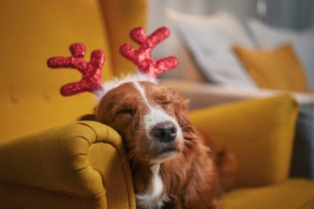 Foto de Perro con traje de cuernos de reno. Retrato divertido de dormir Nova Scotia Duck Tolling Retriever mientras espera la Navidad - Imagen libre de derechos