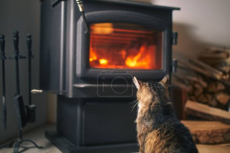 Téléchargez les photos : Vue arrière d'un chat domestique regardant brûler du bois dans un poêle à la maison - en image libre de droit