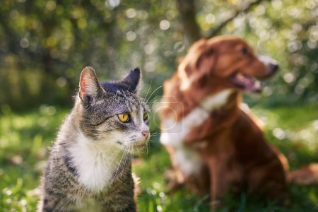 Foto de Gato y perro sentados juntos en la hierba en un día soleado. Freindship entre gato doméstico tabby y Nova Scotia Duck Tolling Retriever. - Imagen libre de derechos