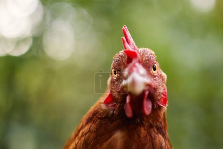 Photo for Portrait of curious hen looking at camera. Selective focus against green natur for copy space. Themes of poultry, organic farming and self-sufficiency . - Royalty Free Image