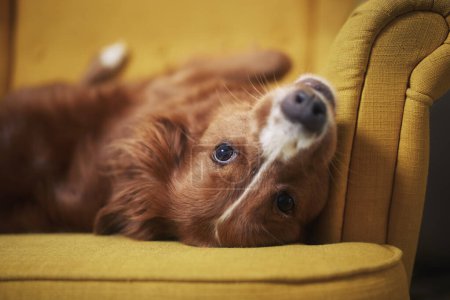 Téléchargez les photos : Mignon chien seul à la maison. Funny Nova Scotia Duck Tolling Retriever couché sur le dos en chaise jaune - en image libre de droit