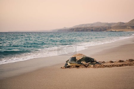 Téléchargez les photos : Énorme tortue verte retournant à l'océan après avoir pondu des œufs sur la plage. Lieu d'éclosion unique à Ras Al Jinz, Sultanat d'Oman - en image libre de droit