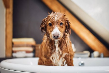 Foto de Perro mojado en la bañera en el baño en casa. Baño de feliz Nova Scotia Duck Tolling Retriever. - Imagen libre de derechos