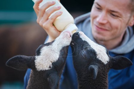 Foto de Agricultor alimentando a dos corderitos con leche de un biberón. La vida cotidiana en la granja orgánica. Temas agricultura sostenible, ecología y cuidado animal - Imagen libre de derechos