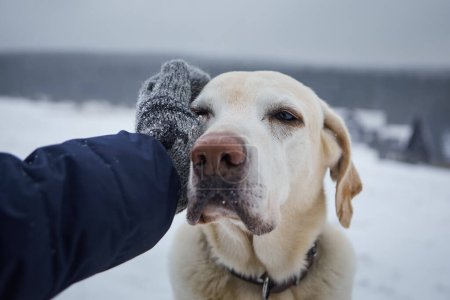 Téléchargez les photos : Homme en gants tricotés caressant son vieux chien par une froide journée d'hiver. Loyal labrador retriever dans un paysage enneigé avec son propriétaire - en image libre de droit