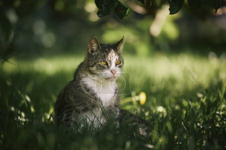 Foto de Retrato al aire libre gato viejo en el patio trasero. Lindo gato sentado en la hierba bajo el árbol en hermoso día de verano soleado. - Imagen libre de derechos