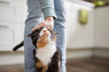 Foto de Vida doméstica con mascota. Gato de bienvenida con su dueño en casa. Mano del hombre acariciando gato tabby. - Imagen libre de derechos