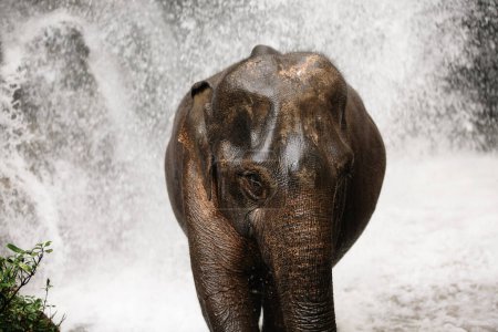 Photo for Asian elephant enjoying refreshment of water in waterfall in tropical rainforest near Chiang Mai in Thailand - Royalty Free Image