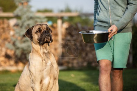 Photo for Hungry dog watches its owner bring him feeding in back yard of house. Portrait of large cane corso dog while waiting for metal bowl with food - Royalty Free Image