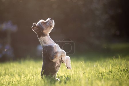Photo for Funny dog standing on its hind legs and looking up. Cute terrier is begging in garden during summer day - Royalty Free Image