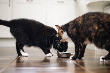 Téléchargez les photos : Deux chats affamés mangeant dans un bol en métal à la maison dans la cuisine. Vie domestique avec animal de compagnie. - en image libre de droit