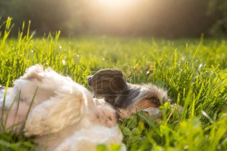 Photo for Happy lap dog lying nn back in grass at sunset. Playful cute terrier enjoying summer day at garden - Royalty Free Image