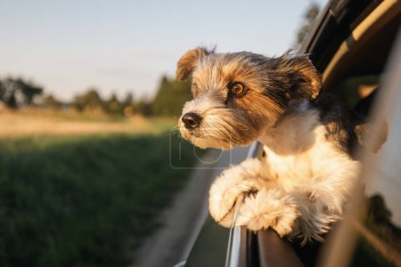 Foto de Cabeza de perro faldero feliz mirando por la ventana del coche. Curioso terrier disfrutando de viaje por carretera en el soleado día de verano - Imagen libre de derechos