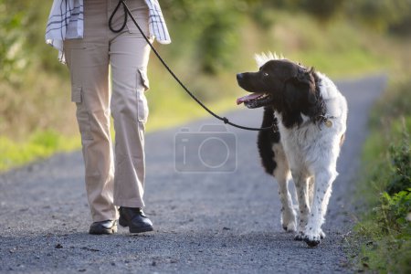 Photo for Teen girl is walking on footpath with her dog on leash. Pet owner with Czech Mountain Dog - Royalty Free Image