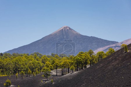 Téléchargez les photos : Forêt verte de pins poussant dans un paysage volcanique noir contre le volcan El Teide à Tenerife. Îles Canaries, Espagne - en image libre de droit