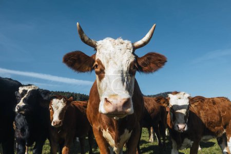 Téléchargez les photos : Vue de face du troupeau de tête de vache marchant sur le pâturage par une journée ensoleillée d'été - en image libre de droit